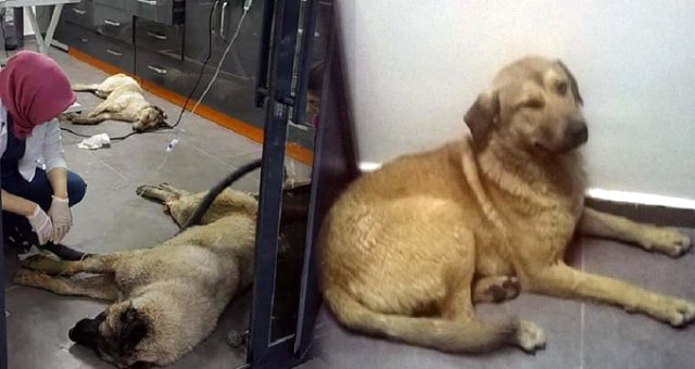 Özel Ekip Çalışma Başlattı! Ankaradaki Köpek Katliamında Yeni Gözaltılar