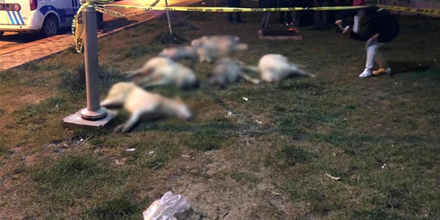 Ankarada 13 Köpeğin Zehirlenmesi Olayı ile İlgili 3 Kişi Gözaltına Alındı