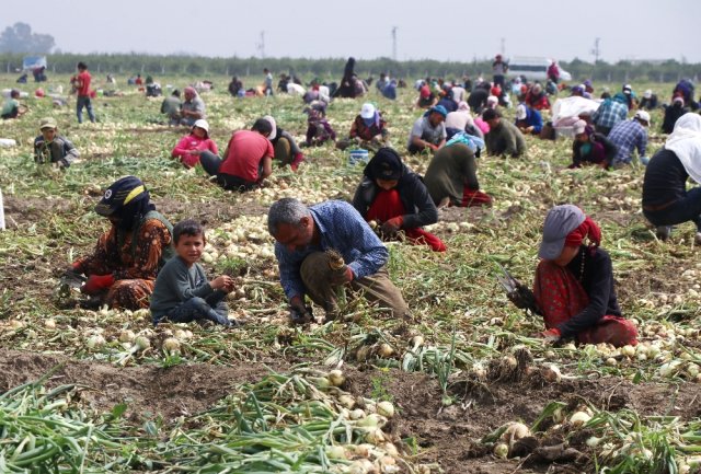 Adanada Turfanda Soğan Hasadı Başladı, Fiyatlar Yarı Yarıya Düşecek