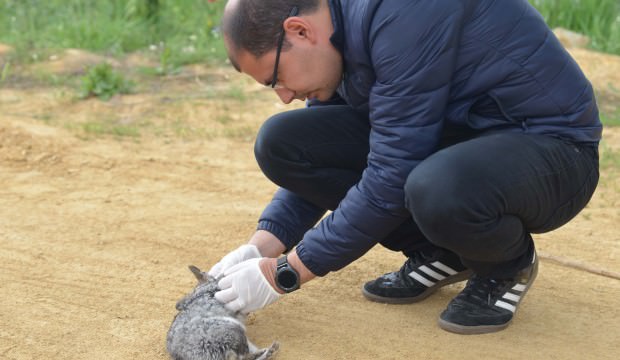 Ankarada telef olmuş 25 çinçilla bulundu